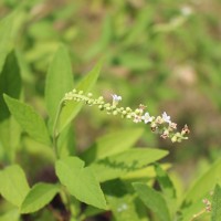 Varronia curassavica Jacq.